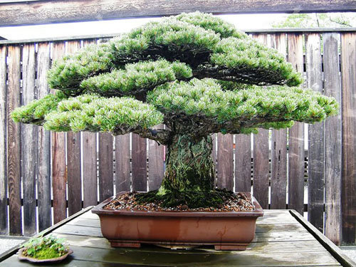 17-chau-bonsai-hoa-qua-tuyet-dep-nen-co-trong-nha-ban-phan-trun-que-2