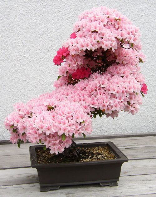 17-chau-bonsai-hoa-qua-tuyet-dep-nen-co-trong-nha-ban-phan-trun-que-3