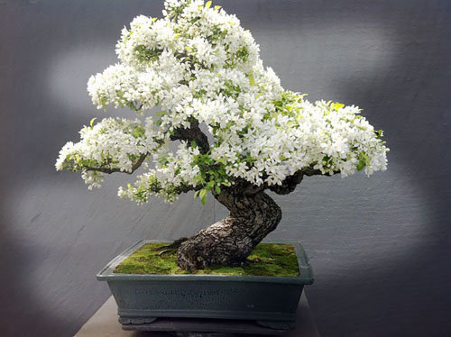17-chau-bonsai-hoa-qua-tuyet-dep-nen-co-trong-nha-ban-phan-trun-que-5