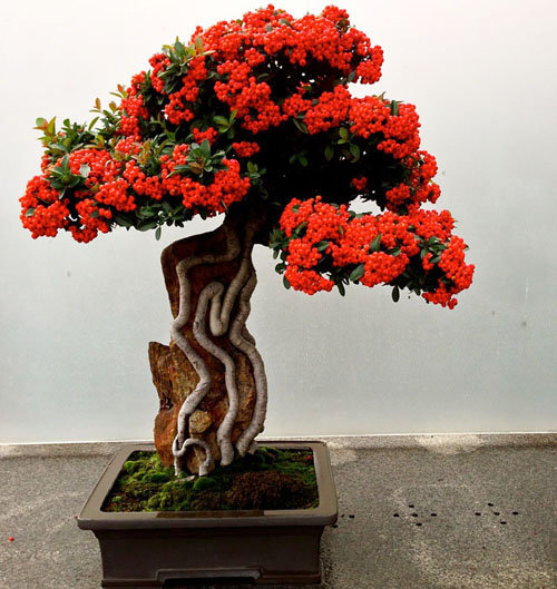17-chau-bonsai-hoa-qua-tuyet-dep-nen-co-trong-nha-ban-phan-trun-que-8