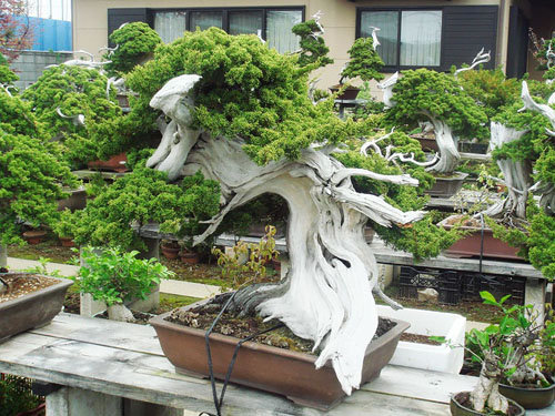 17-chau-bonsai-hoa-qua-tuyet-dep-nen-co-trong-nha-ban-phan-trun-que-10