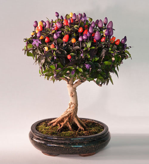 17-chau-bonsai-hoa-qua-tuyet-dep-nen-co-trong-nha-ban-phan-trun-que-11