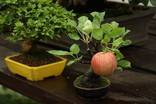 17-chau-bonsai-hoa-qua-tuyet-dep-nen-co-trong-nha-ban-phan-trun-que-12