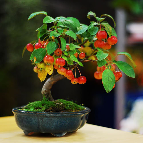 17-chau-bonsai-hoa-qua-tuyet-dep-nen-co-trong-nha-ban-phan-trun-que-13
