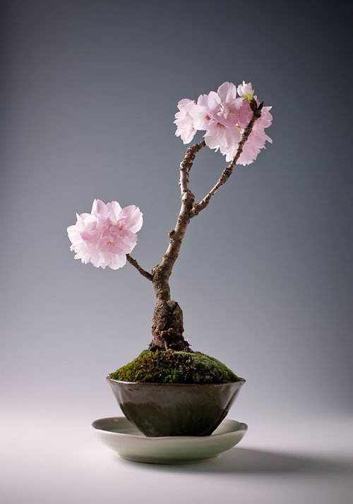 17-chau-bonsai-hoa-qua-tuyet-dep-nen-co-trong-nha-ban-phan-trun-que-14