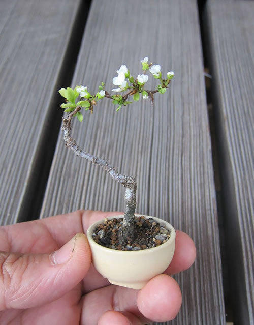 17-chau-bonsai-hoa-qua-tuyet-dep-nen-co-trong-nha-ban-phan-trun-que-15