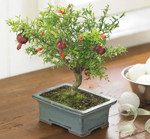 17-chau-bonsai-hoa-qua-tuyet-dep-nen-co-trong-nha-ban-phan-trun-que-16