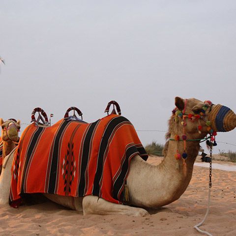 Du lịch Dubai 6N5D