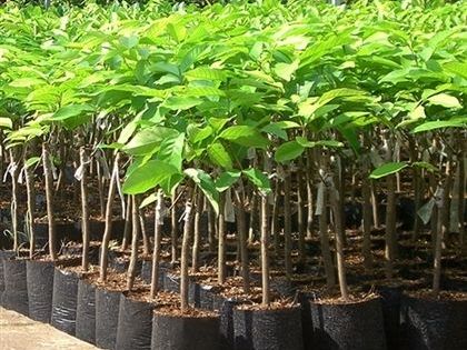 Miền Bắc có trồng được chôm chôm không?