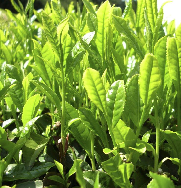 Lá chè xanh (200g)