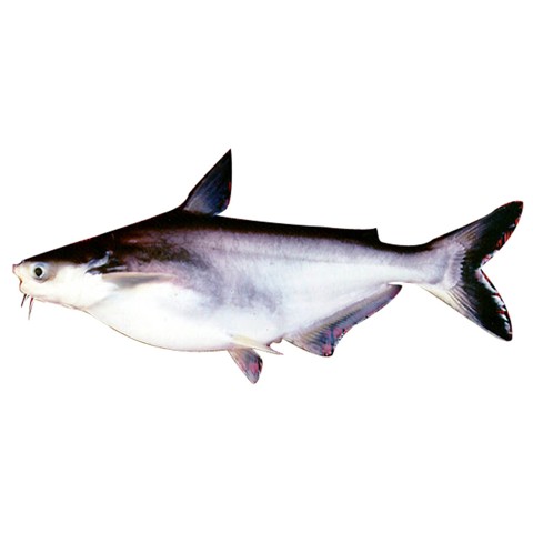 Cá Basa có đầu (kg)