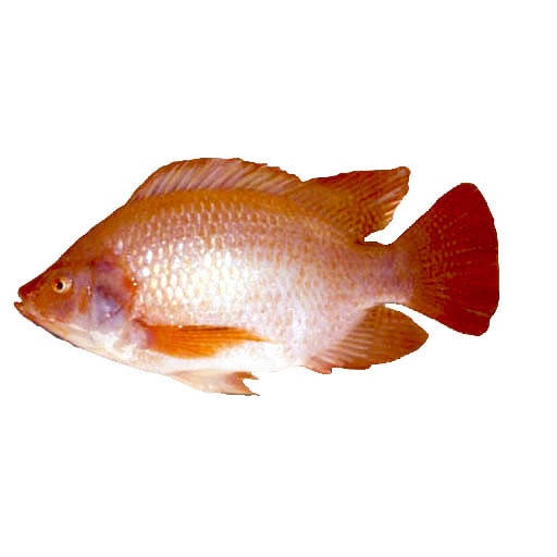 Cá Diêu Hồng (0.5-0.8kg/con)