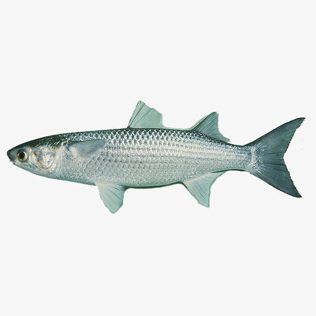 Cá Đối (7-8 con/kg)