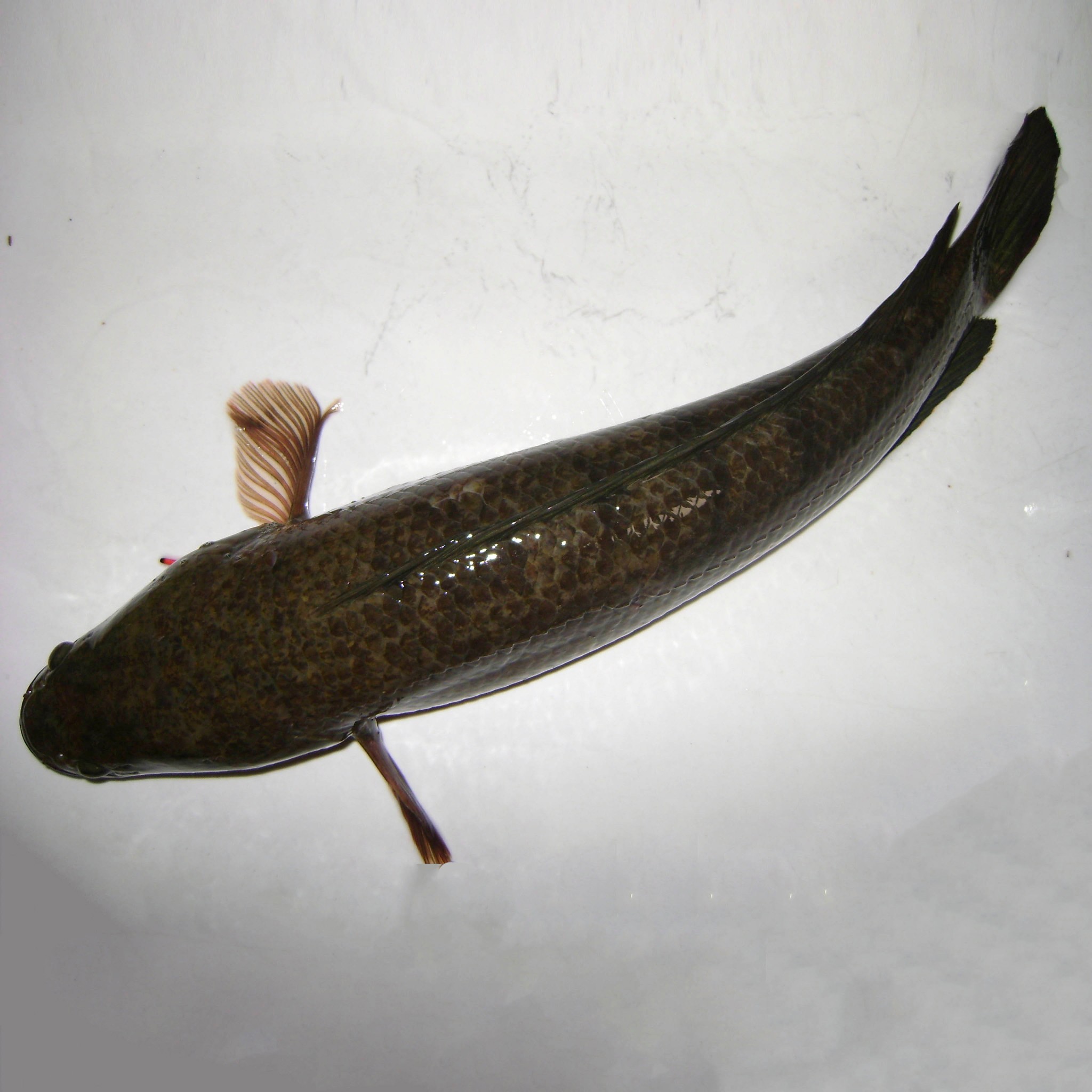 Cá Lóc có đầu bỏ ruột (0,8-1kg/con)