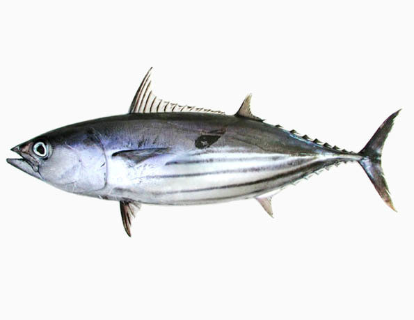 Cá Ngừ (kg)