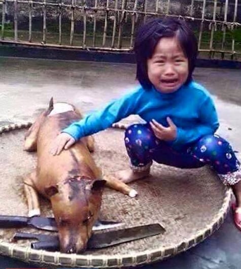 Bức ảnh bé gái òa khóc bên chú chó bị giết thịt