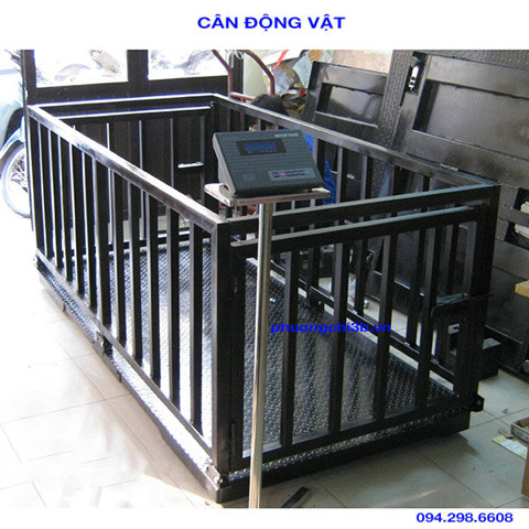 Cân heo - cân động vật | can heo - can dong vat