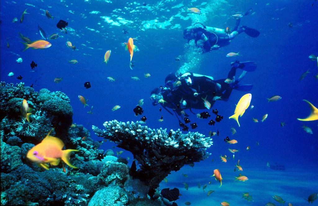 TOUR LẶN BIỂN NHA TRANG Kết quả hình ảnh cho lặn biển nha trang
