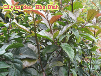 cây xạ đen hòa bình