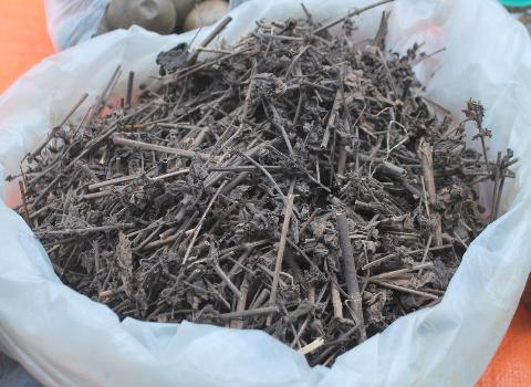 Nhân trần bắc
