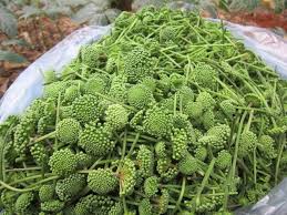 Nụ hoa tam thất