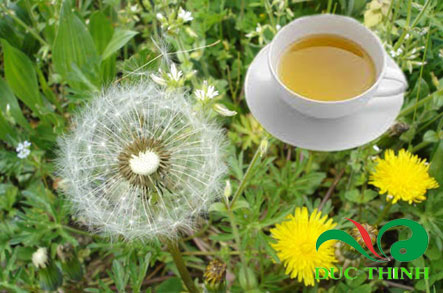 Rễ cây bồ công anh