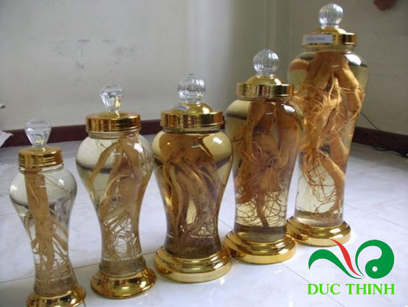 Rễ đinh lăng