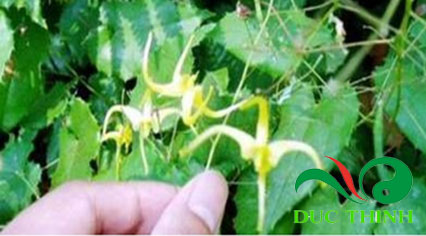 dam duong hoac 1