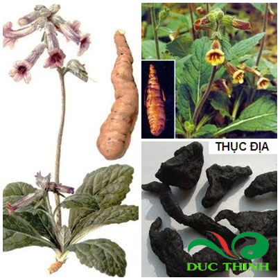 thuc dia 2