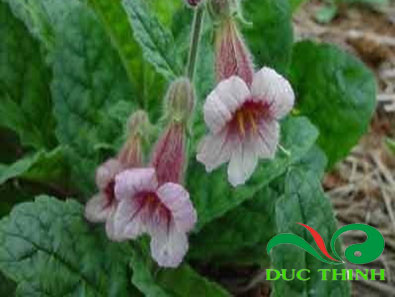 thuc dia 1