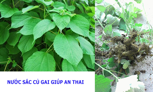 cu gai