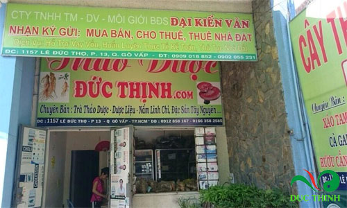 Mua cà gai leo ở đâu 1