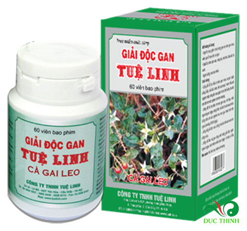 Cà gai leo giúp điều trị viêm gan B