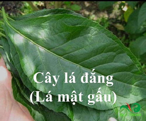 tac dung cua cay mat gau