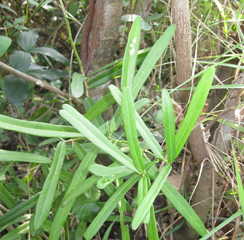 cay xao tam phan