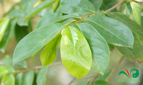 la mang cau xiem tri benh gi 1
