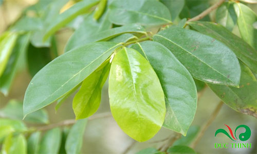 mua la mang cau xiem 1