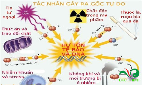 cay chum ngay co tac dung gi 2