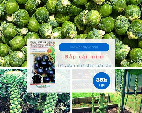 Hạt giống bắp cải mini ngoại nhập brussels