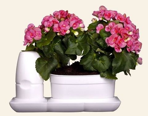 Chậu cây cảnh để bàn tự hút nước