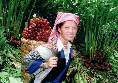 cô gái đồng bào thu hoạch thảo quả