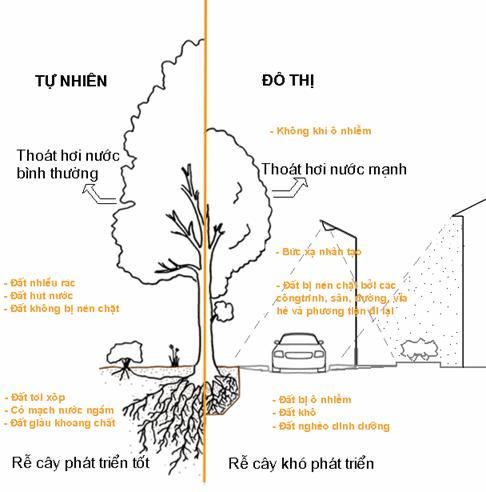 quy trình hút chất dinh dưỡng của cây