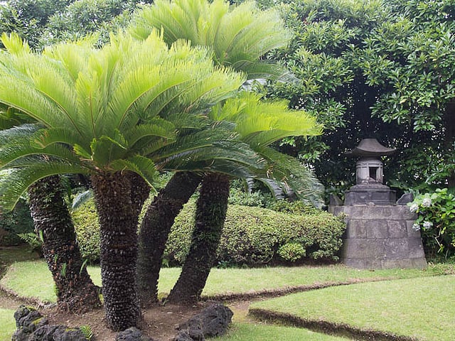 Cây Vạn tuế