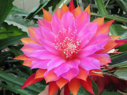 hoa quỳnh đỏ
