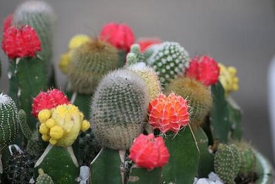 cây xương rồng nhiều hoa