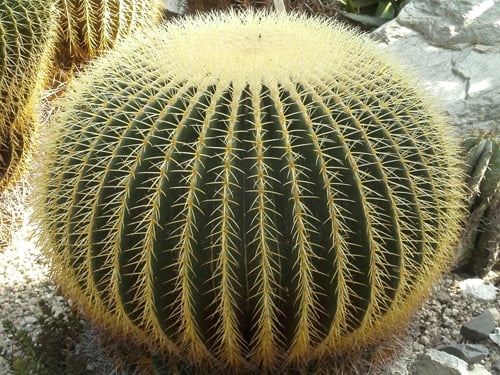 Xương rồng tròn
