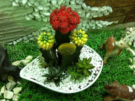 chậu cây xương rồng