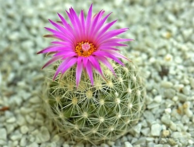 xương rồng tròn và hoa
