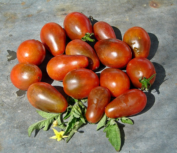 mua hạt giống cà chua lê chocolate nảy mầm ở hà nội