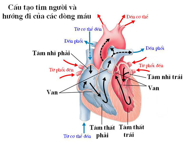 cau-tao-qua-tim